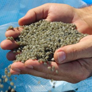 Plastic Repro Pellets/ Granules